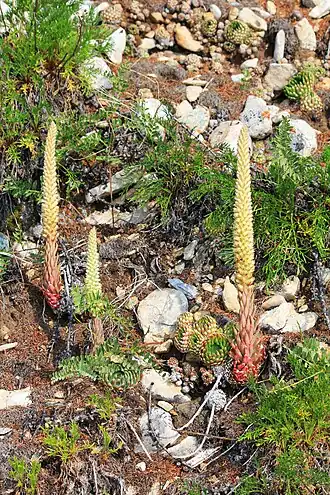 Горноколосник колючий