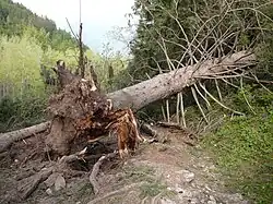 Поваленная тянь-шаньская ель в окрестностях Медео. Последствия ураганов в мае 2011-го