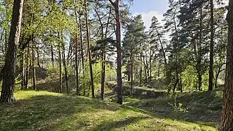 94 квартал Черниговского лесничества