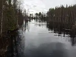 Поннока. Участок озеро Поннока — Боярское. Вид по течению.