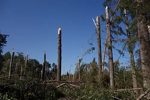 Последствия бури 2017 г.