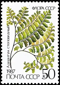 Адиантум стоповидный