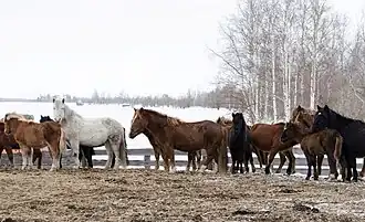 Приобская лошадь