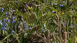 Пролеска Сибирская