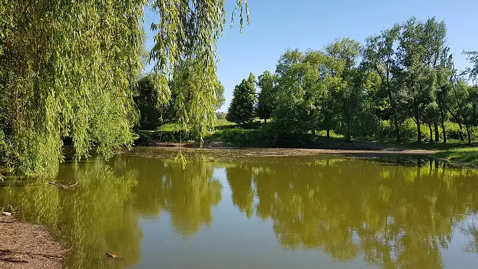 пруд безымянного ручья (Кленовая улица)