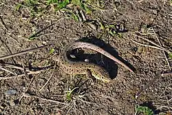 Прыткая ящерица