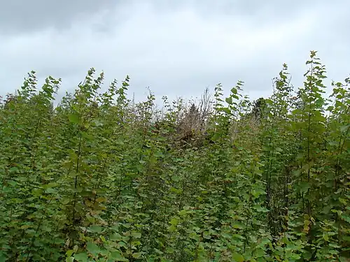 Место, где находился главный дом усадьбы. 2010 год