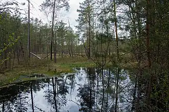 Пустынное болото