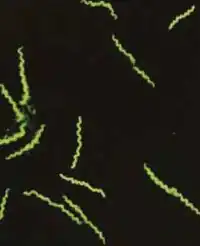 Бледная трепонема имеет 8-12 завитков и светится зеленым