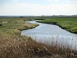 Лебеда около деревни Ходоровцы