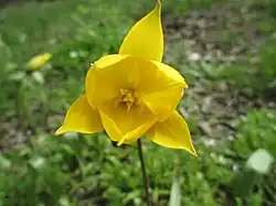 Цветок в начале апреля. Волгоградская область