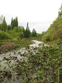 Большой Теш около устья в сентябре 2008 года