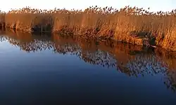 Низовье Гривды около Ивацевичей