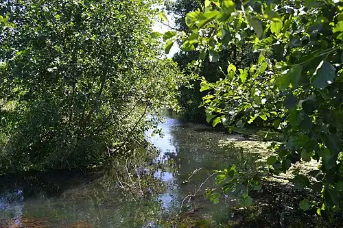 Речка Малая Сосновка