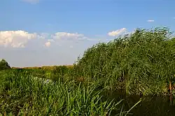 Мочурица летом 2012 года