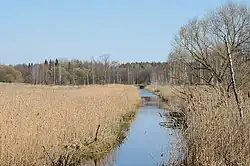 Осочанка около сёл Колодино и Рыбаковщина