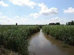 Синюха в ст-це Михайловской