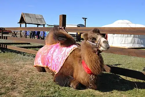 Калмыцкий казачий стан