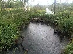 Вид против течения