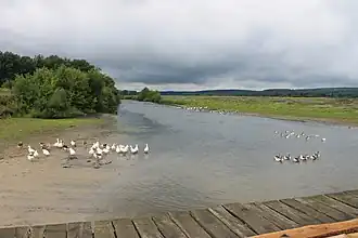 Низовье реки около устья