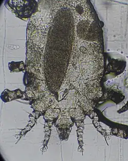 Самка — видны присоски и когти на лапах, а также митоз яйца в стадии - телофазы