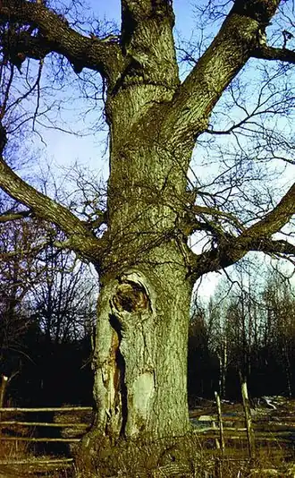 Священный дуб в поселке Крутец