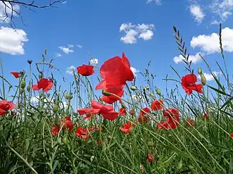 Мак самосейка