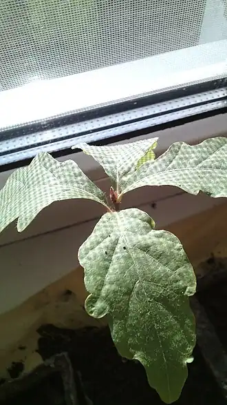 Сеянец монгольского дуба