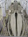 Скелет синего кита