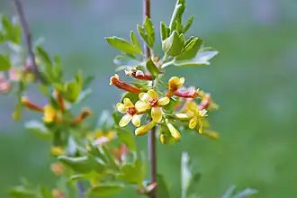 Цветущее растение