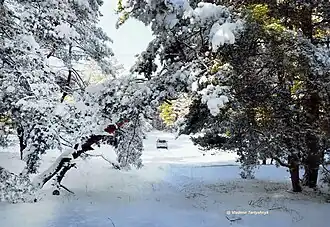 Снежный декабрь