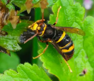 Рабочая особь