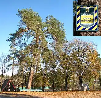 Сосна Нестерова