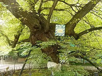 Липа в 2016 году