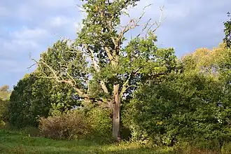 Территория заброшенных домов села