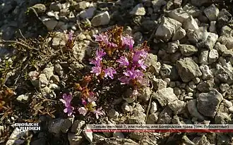 Тимьян меловой. Общий вид растения