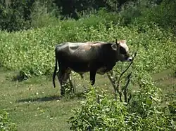 Бык серой украинской породы