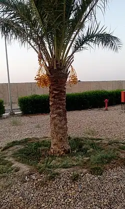 Финиковая пальма в момент созревания плодов - Ирак, Вассит