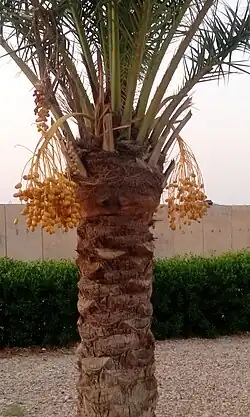 Финиковая пальма в момент созревания плодов - Ирак, Вассит