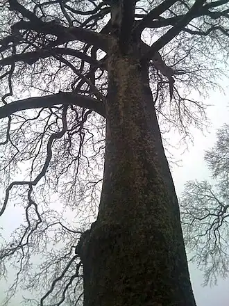 Ханский чинар