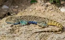 Степная агама