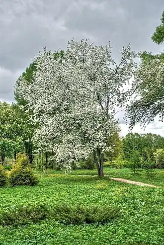 Цветущая яблоня маньчжурская на 51-м участке Бирюлевского дендропарка, Москва