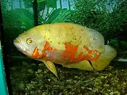 Цихлида оскар, или глазчатый астронотус (Astronotus ocellatus)