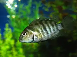 Чернополосая цихлазома (Cichlasoma nigrofasciatum)