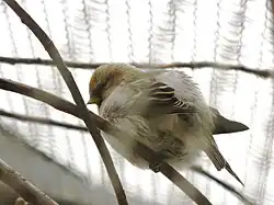 Чечётка (Carduelis flammea)