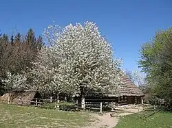 Крестьянский двор из села Мшанец (западная Бойковщина), конец XIX — начало XX века. Сруб жилого дома примыкает к хлеву, ток выполнял функцию сеней, вдоль тыльной стороны расположена пристройка-«загата». Этот тип замкнутого двора считается среди этнографов наиболее примитивным. Двор воссоздан в скансене в 1975 году