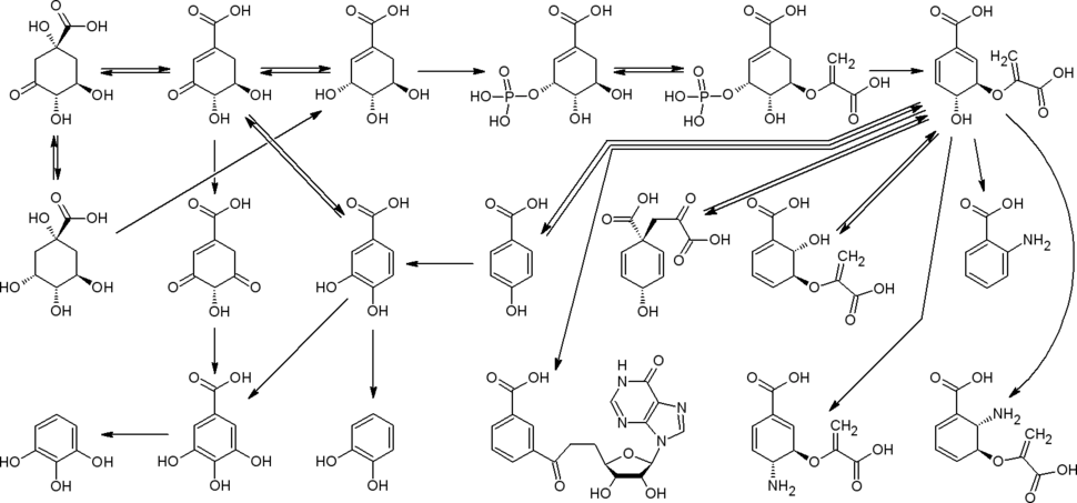 Шикиматный путь. Дальнейшие превращения дегидрохинната
