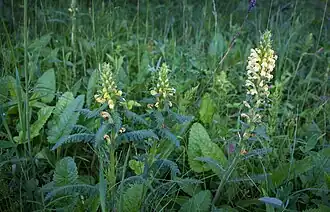 Мытник Кауфмана. Общий вид растения