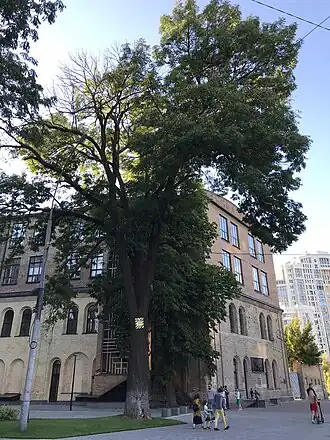 Ясени Тотлебена