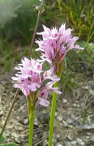 Ятрышник трёхзубчатый